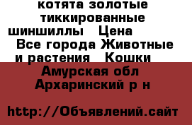 котята золотые тиккированные шиншиллы › Цена ­ 8 000 - Все города Животные и растения » Кошки   . Амурская обл.,Архаринский р-н